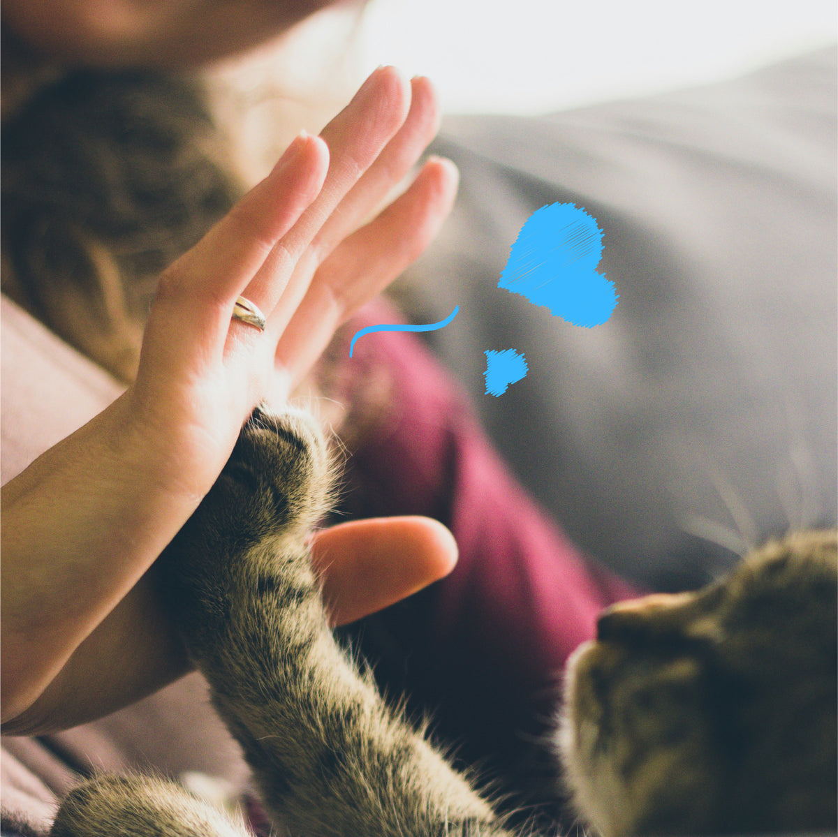 ABOUT – purrify smart cat litter