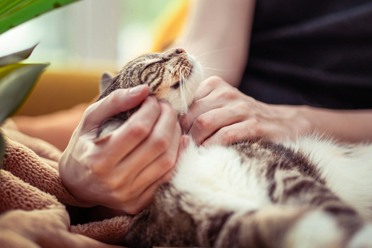 Purrify Why Early Detection Matters – purrify smart cat litter